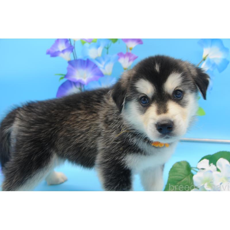 販売中の岡山県のミックス犬-399874の5枚目